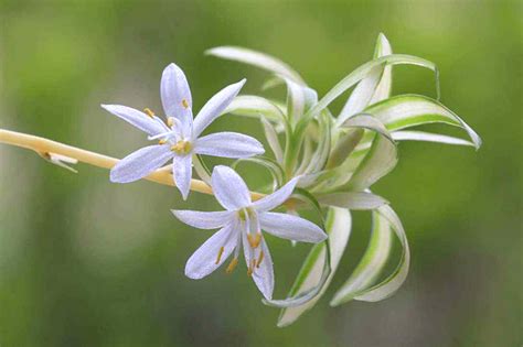 吊蘭 花語|靜心農莊 